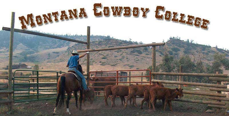 FEEDING COWS 101