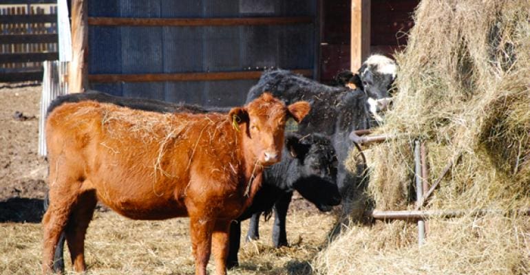 4 Tips To Cut Your Winter Feeding Bill